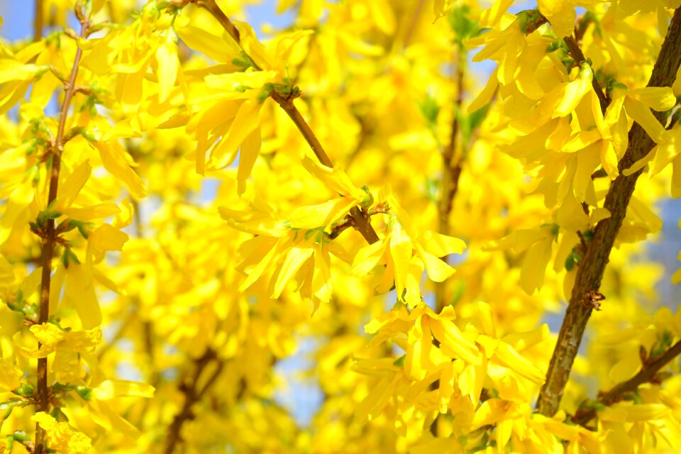 Blossom bloom bush