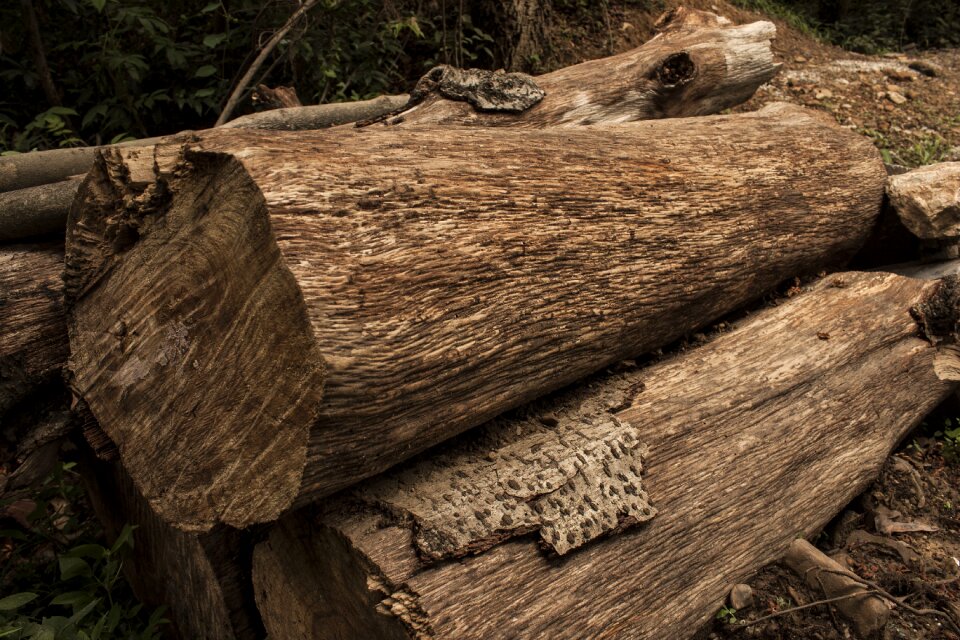 Lumber timber forest photo