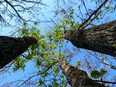 Perspective foliage sky