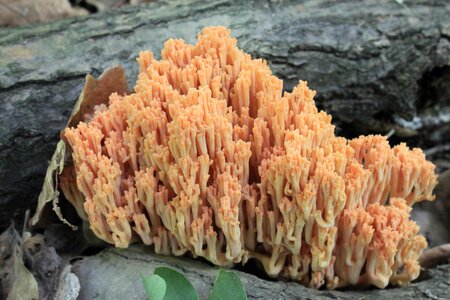 Gomphacea ramaria mushroom fungi photo