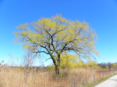 Natural season forest