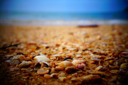 Beach sea seashell
