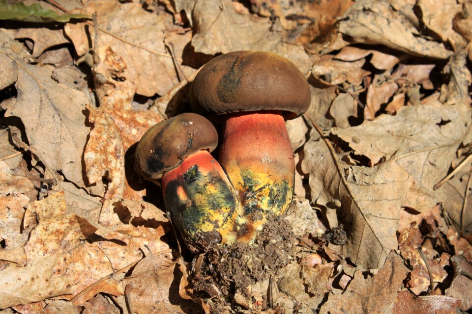Luridiformis red-pored yellow