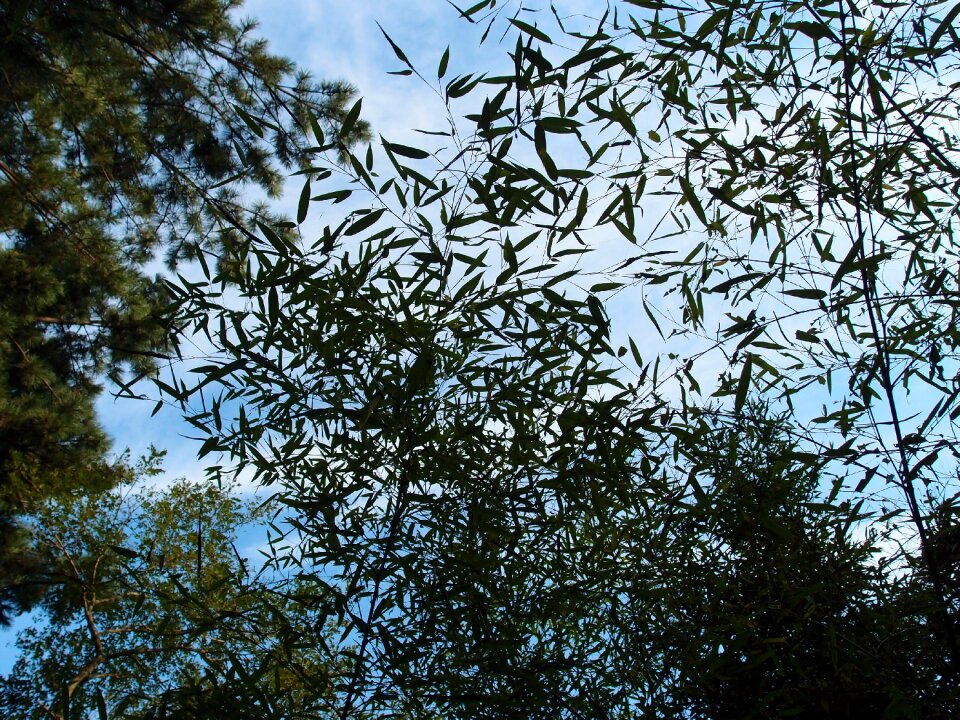 Bamboo forest nature plants