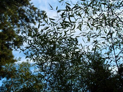 Bamboo forest nature plants
