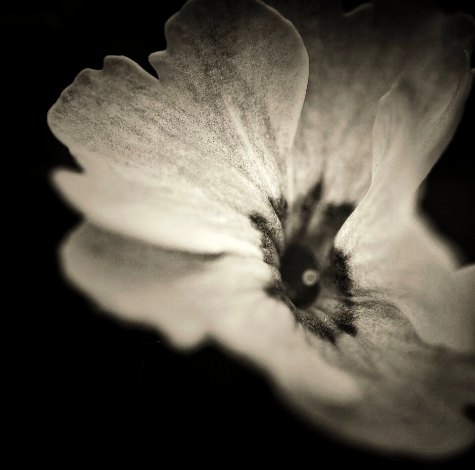 Nature white black