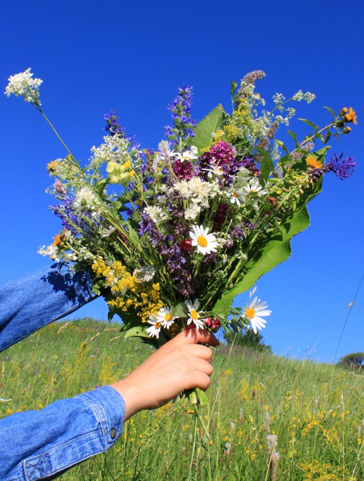 Wildflowers nature plants