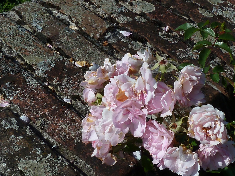 Roses floral plant