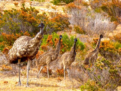 Australia big australian