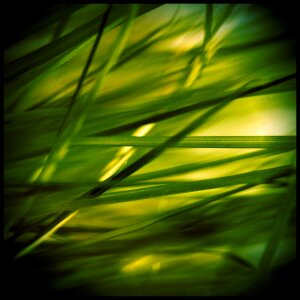 Reed plant green