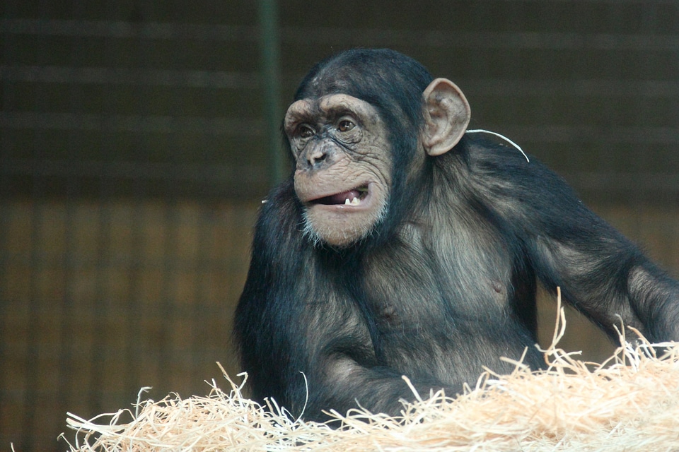 Animal ape chimpanzee