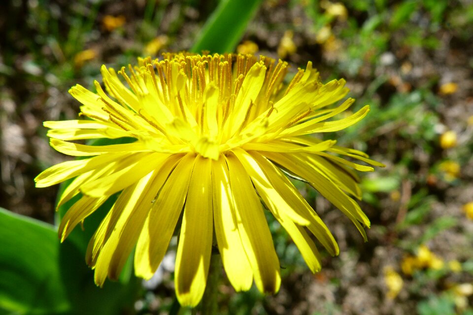 Plants dandelion flower