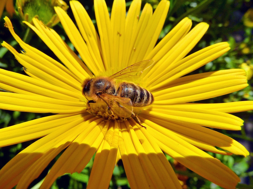 Yellow daisy bee