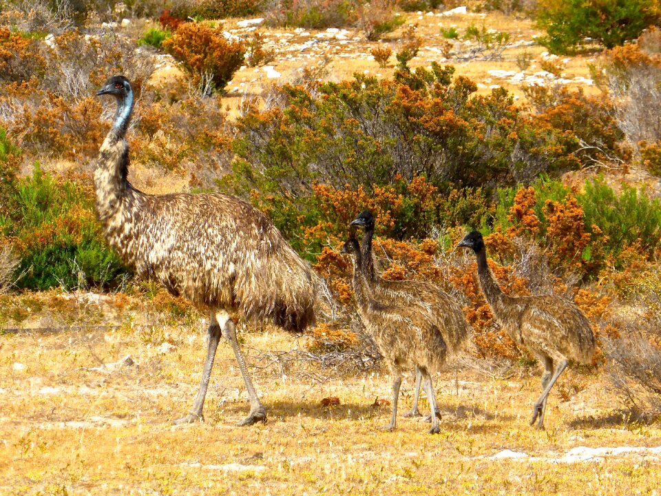 Australia big australian