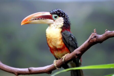 Exotic wild beak photo