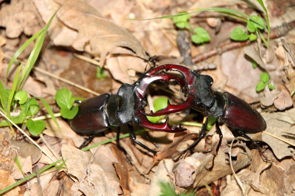 Lucanus stag insects