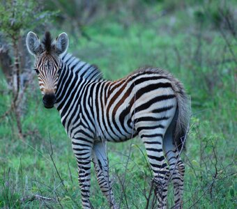 Safari animal wildlife photo