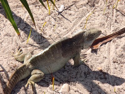 Lizard reptile reptilian photo