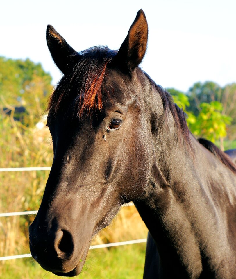 Close up face animal