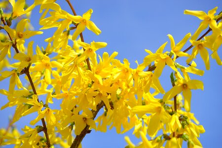 Blossom bloom bush