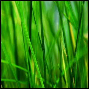 Reed plant green