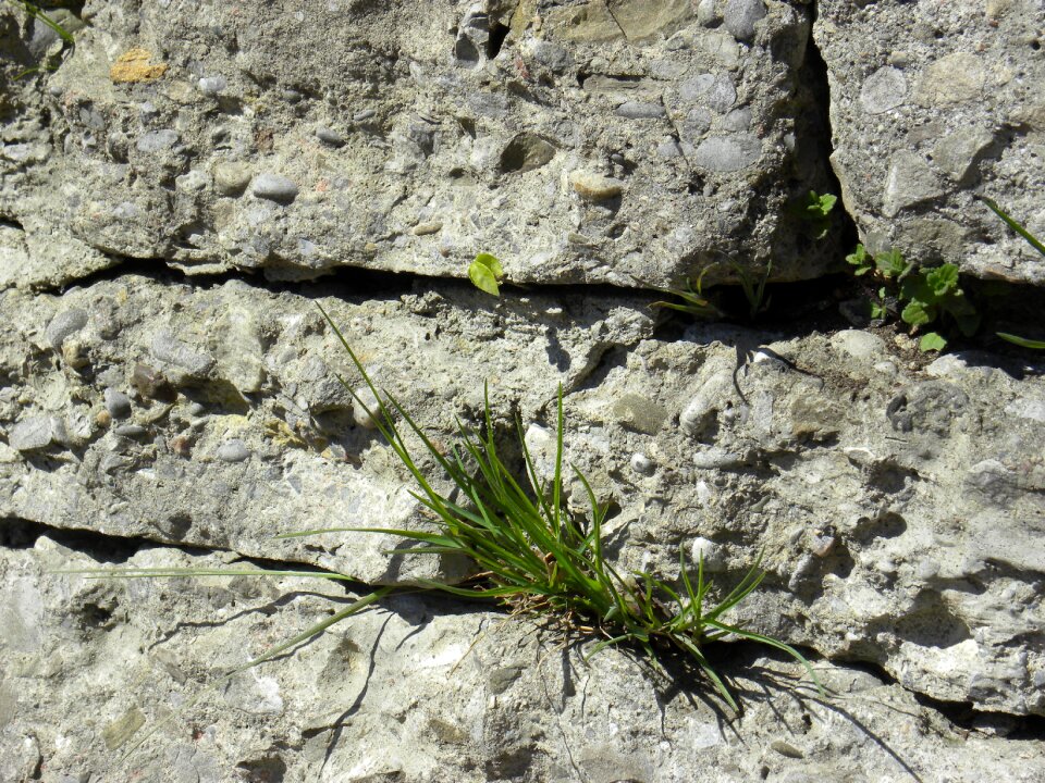 Natural wild grasses