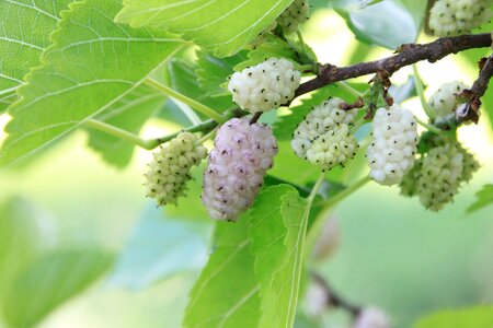 White fruit plants photo