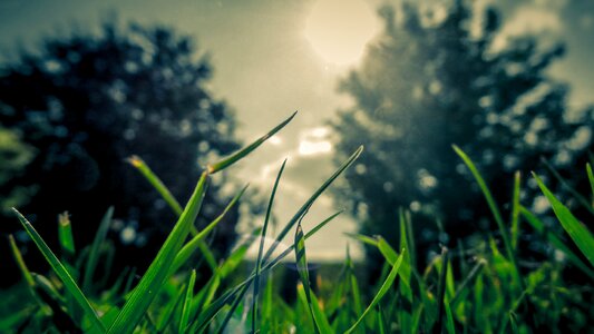 Field summer romance
