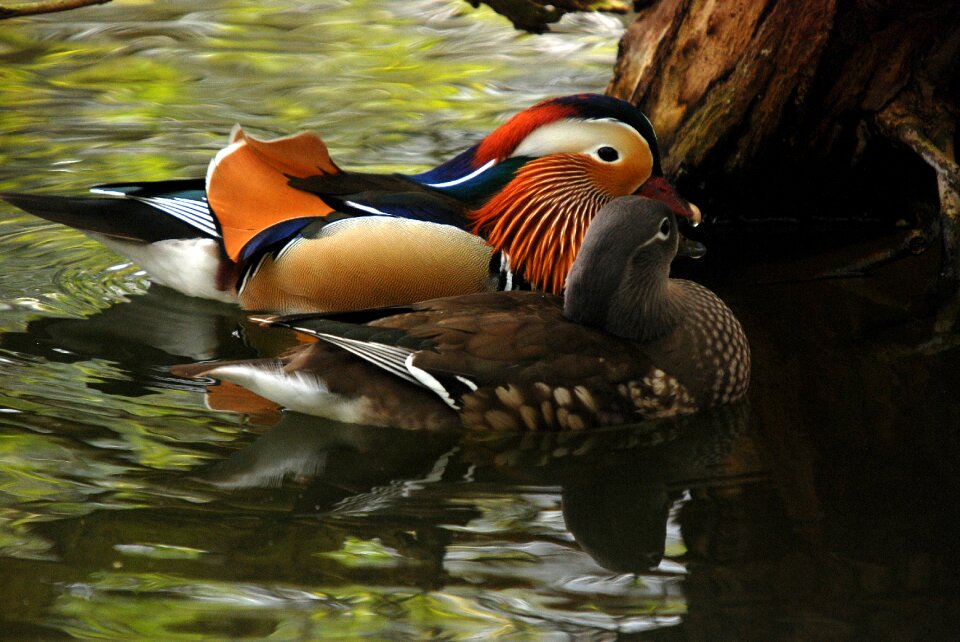 Bird colorful attractive