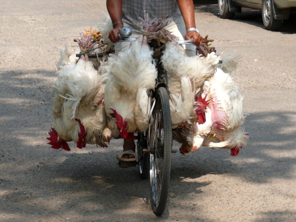 Market poultry bike