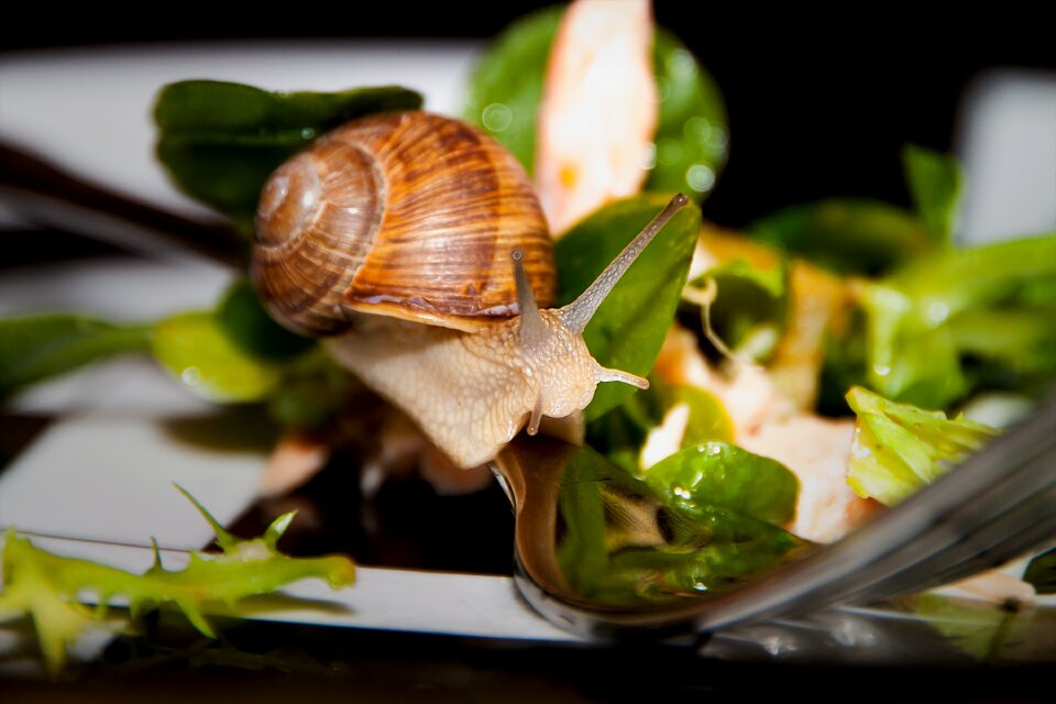 Meal healthy animals