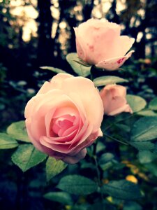 Blossom bloom rose bloom