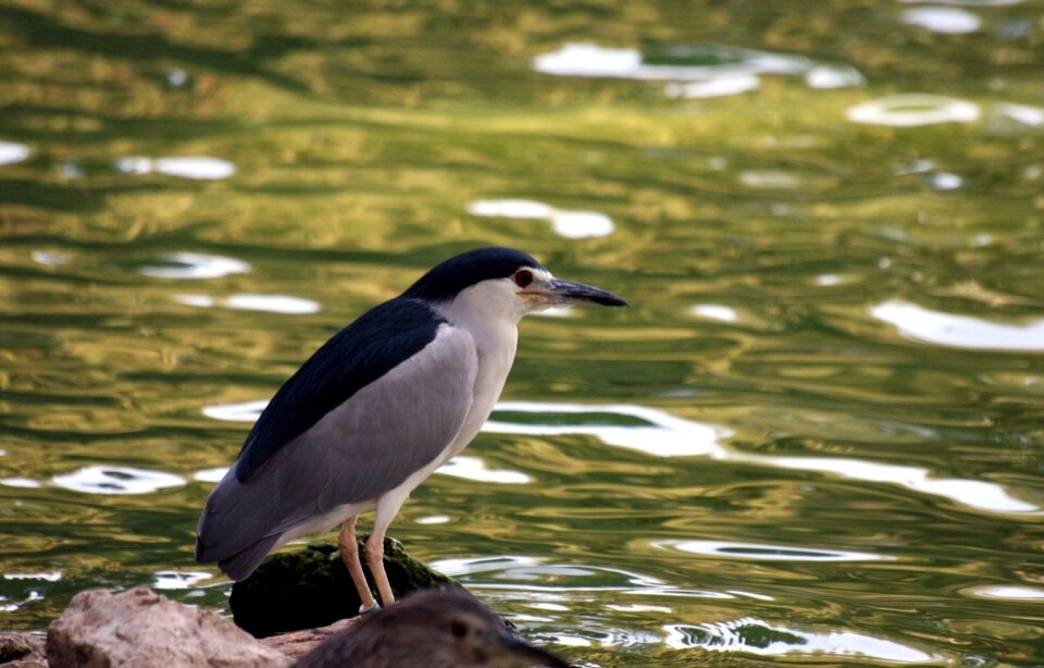 Herons birds fish eating