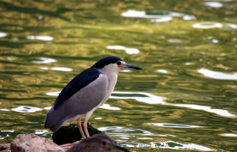 Herons birds fish eating photo