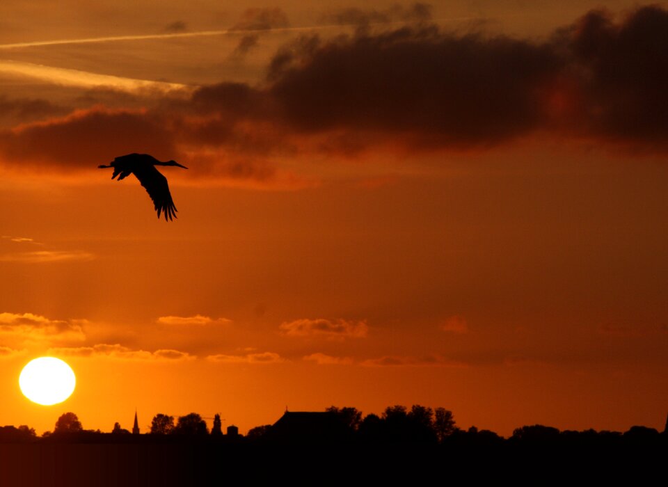Stork sunset friesland