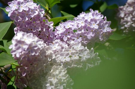 Purple plant bloom photo