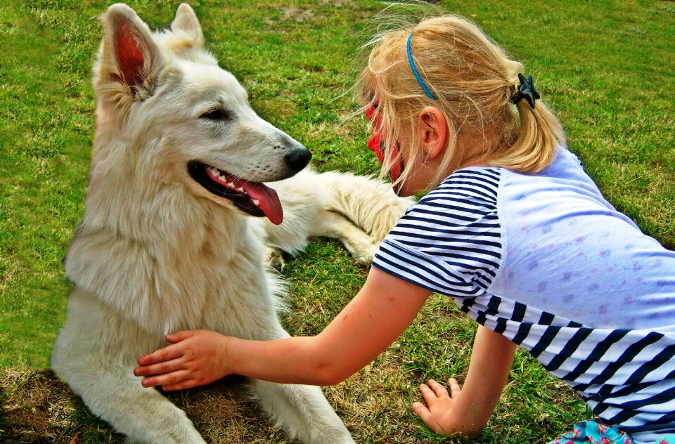 Dog schäfer dog friendship