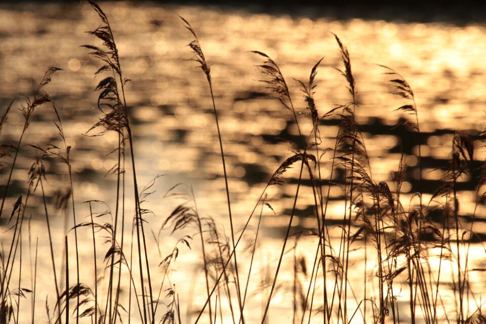 Nature friesland water