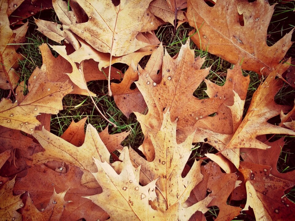 Forest floor fall foliage maple photo