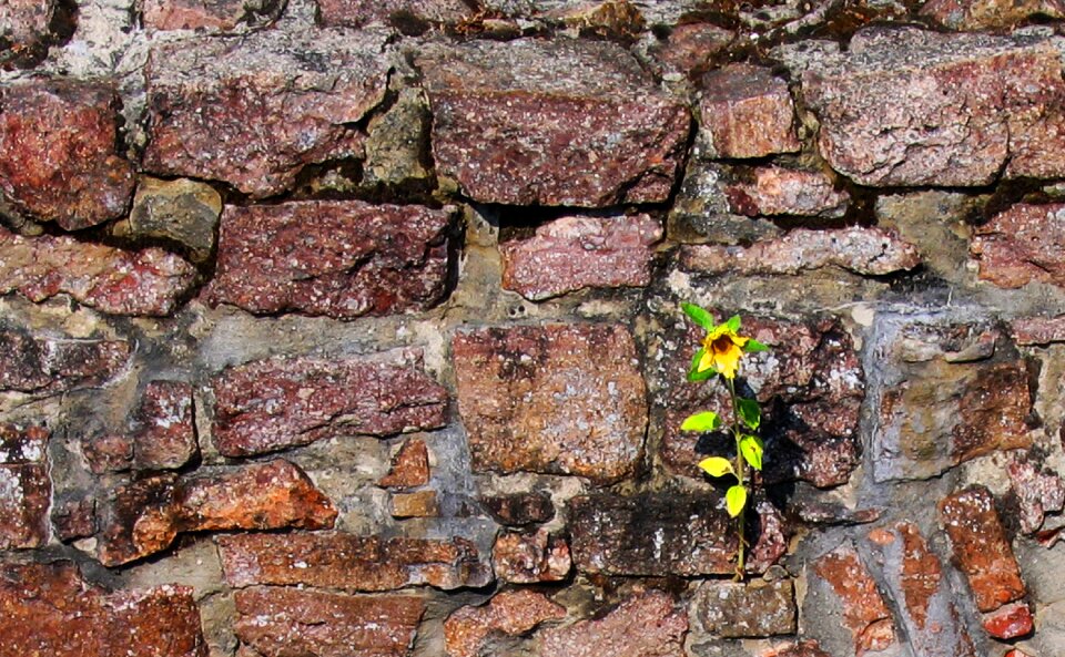 Old stone wall ruin