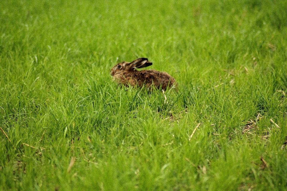 Nature animals hare on meadow