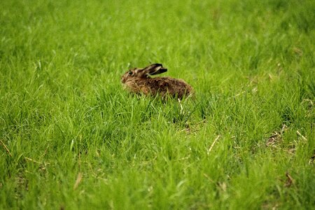 Nature animals hare on meadow photo