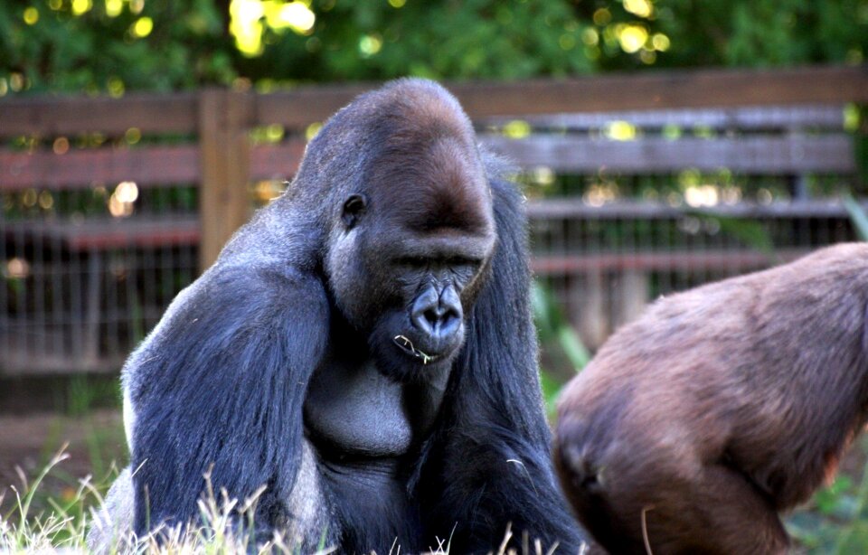 Sitting wildlife mammal