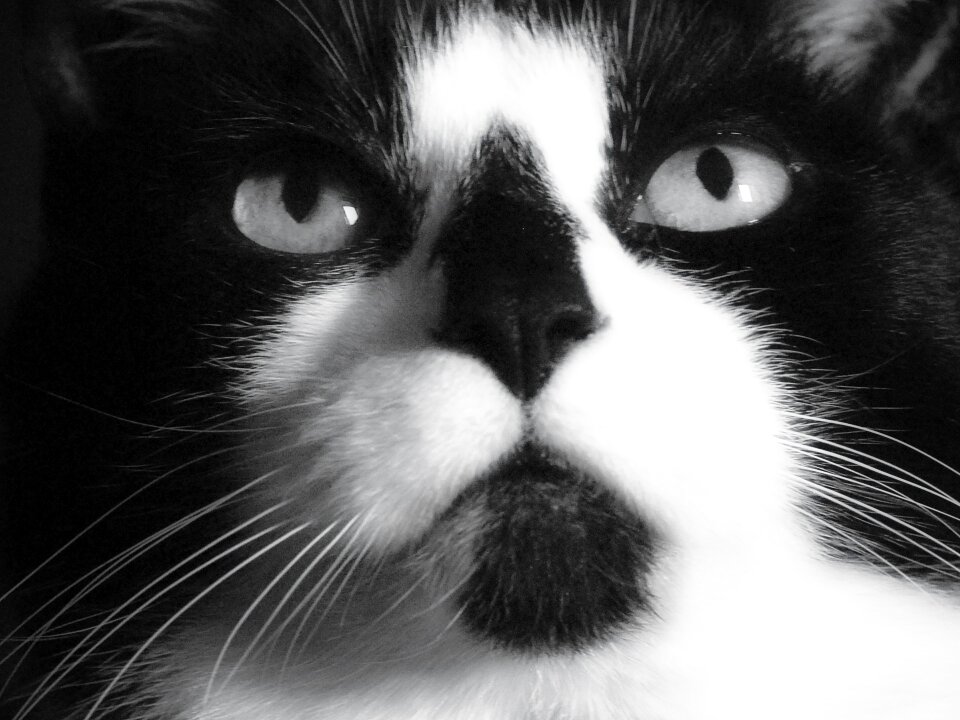 Face pet cute cat