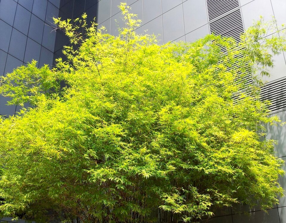 Leaves foliage ornamental
