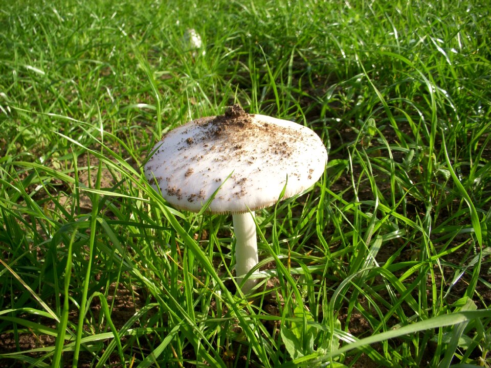 Agaric autumn forest