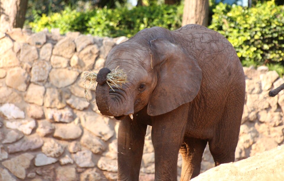 Safari africa trunk