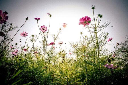 Gil flowers cosmos