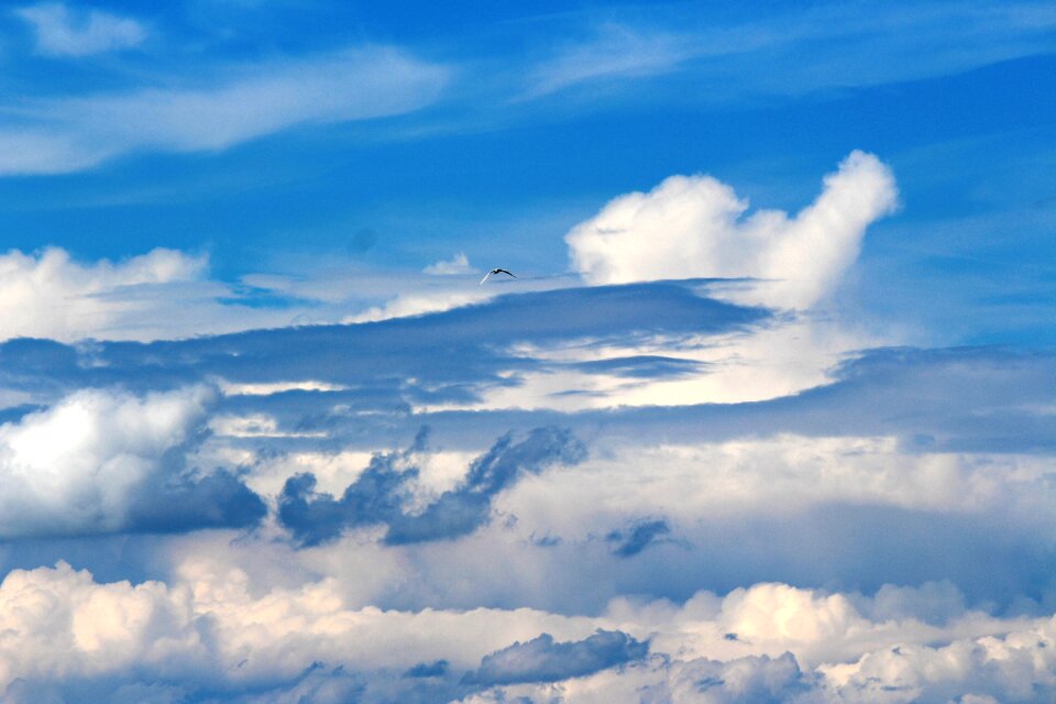 Gull clouds sky