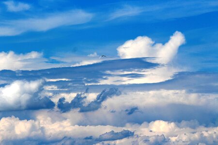 Gull clouds sky